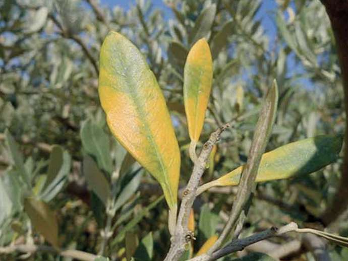 Προβλήματα θρέψης καλλιέργειας ελιάς